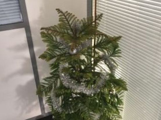 Notre petit sapin de No&euml;l est arriv&eacute;